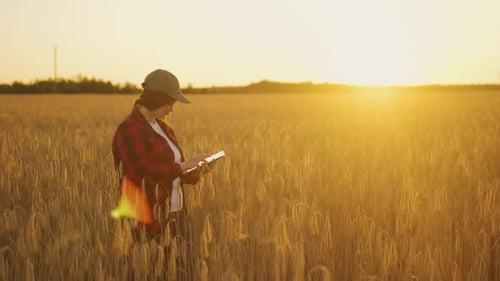 Farm Manager Checking Crops for Ripeness While Standing in the Field