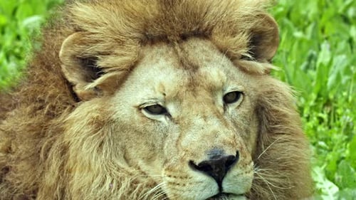 Male Portrait Lion Head Standing Grass 2