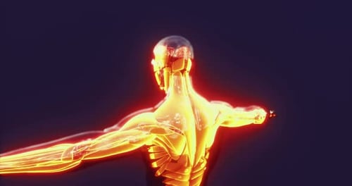 Glowing 3D Human Anatomy Digital Scan Animation