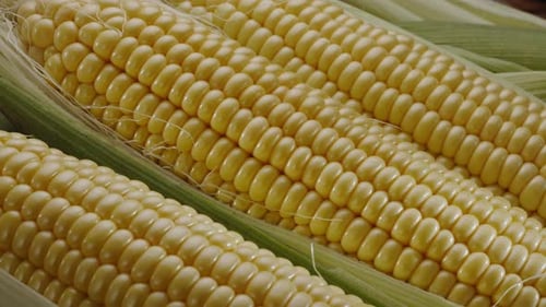 Close-up shot of ripe corn heads with corn whiskers and leaves.