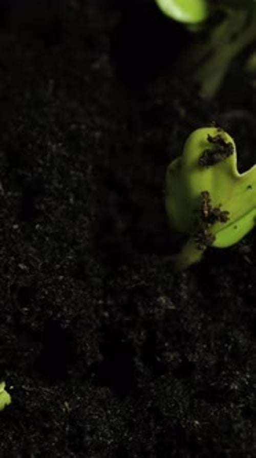 New Plant Sprouts Growing in Rich Soil
