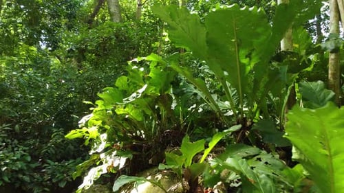 Tropical dense forest in Colombia national park, green Amazon region