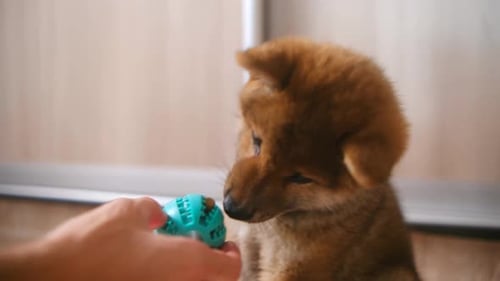 Adorable Shiba Inu Puppy Playing with Toy Indoors