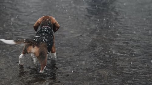 Lovely Beagle Puppy in River Under Falling Snow at Winter