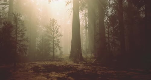 Misty Forest Landscape with Sunlight Filtering Through Tall Trees
