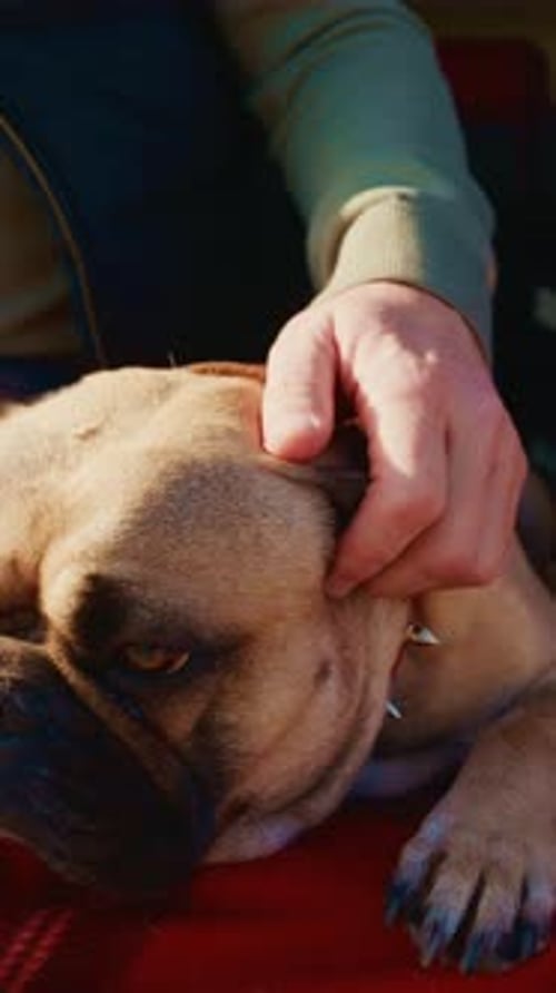 Man Pets Bulldog on Red Blanket, Close Up