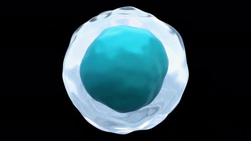 Weiße Blutkörperchen, mikroskopisch, Lymphozyten, transparenter Hintergrund, 4k