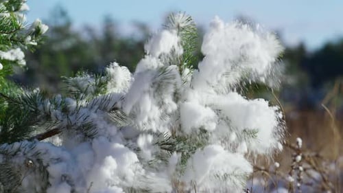 Snow Covering Fir Twigs with Needles Close Up