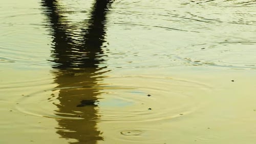Menschlicher Schatten auf einem flachen Teich im Sonnenlicht. Springende Frösche
