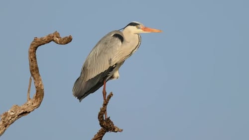 Grey Heron Perched On A Tree, Kruger National Park 02