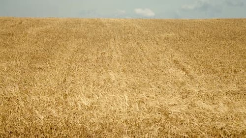 Field of Wheat Ready to Be Harvested
