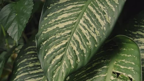 Green leaf in jungle of Bali island, close up view