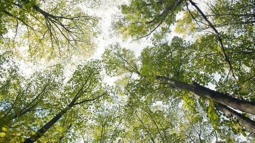 Peaceful Forest Canopy Bathed in Sunlight and Green Foliage