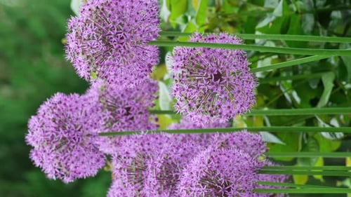 Giant Onion blooming in the spring day. Field of Allium ornamental onion vertical video