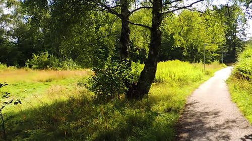 Beautiful summer meadow with a track running through it romantic mode - Panning shot
