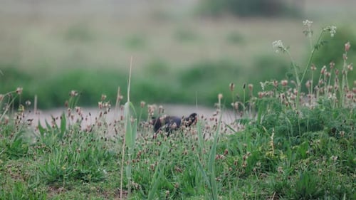 A tranquil scene of lush greenery with wildflowers swaying in the breeze, as a black bird