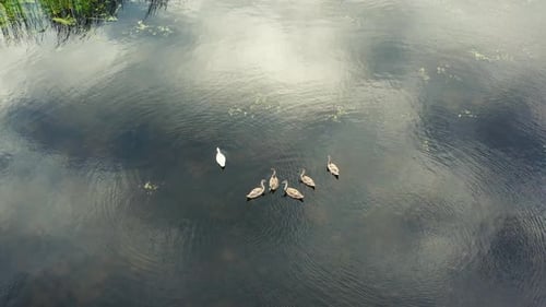 4K. Aerial view. White swans on the lake. A flock of swans feed on the shore of the lake at sunset o
