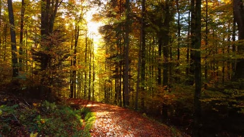 Colorful Vibrant Forest Trees in Autumn Fall Season Outdoors at Sunset Light