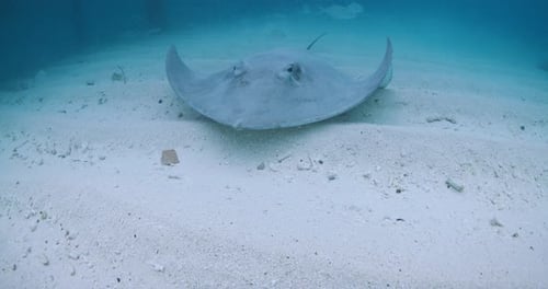 Snorkeling with Stingray Underwater in Maldives Sting Ray Swimming with Fishes in Blue Ocean