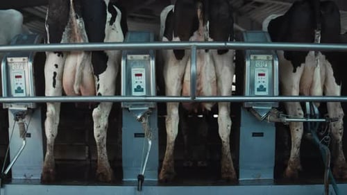 Système de traite automatique des vaches dans le salon de la ferme. Installation de production laitière moderne. Holstein