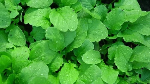 Green Leaves Background Edible Leaves with Water Dew Drops Growing in a Soil Perfect Video Suitable