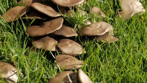 Cluster of Mushrooms Growing in Green Grass