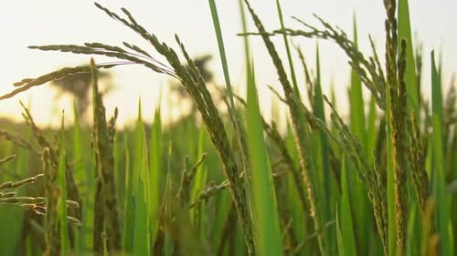 paddy crops against sunset
