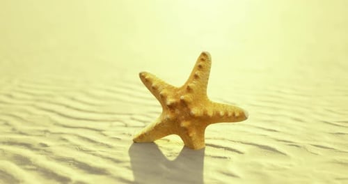Starfish Rests on Sand Under Warm Sunlight at Coastal Beach