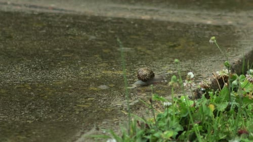Snail Slowly Moving Along Stone Pathway In Garden During Heavy Rainfall Getting Hit By Raindrops Aus