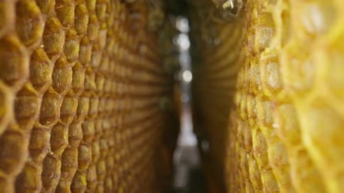 A Colony of Honey Bees in a Beehive Closeup