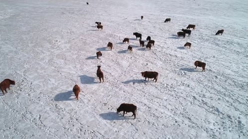 Vue aérienne de nombreuses vaches paissant dans un champ enneigé Les vaches cherchent de la nourriture sous la neige