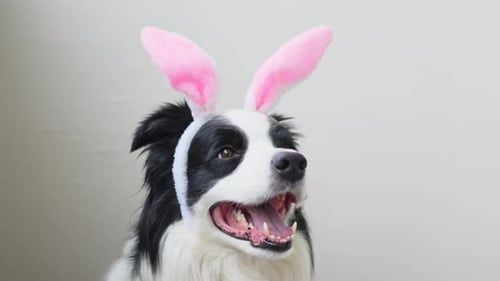 Happy Easter Concept Preparation for Holiday Cute Funny Puppy Dog Border Collie Wearing Easter Bunny