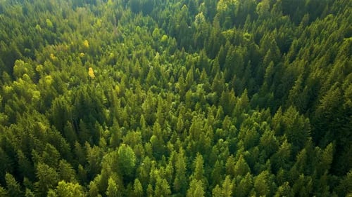 Aerial View of Green Pine Forest with Dark Spruce Trees