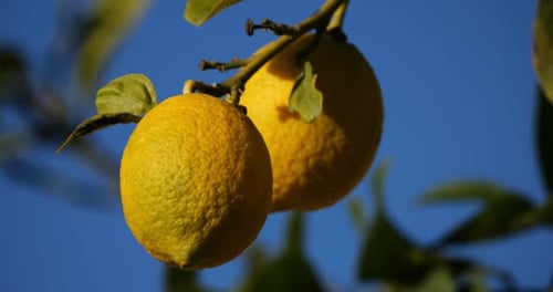 Lemon fruits on tree, Southern France, Occitania, France