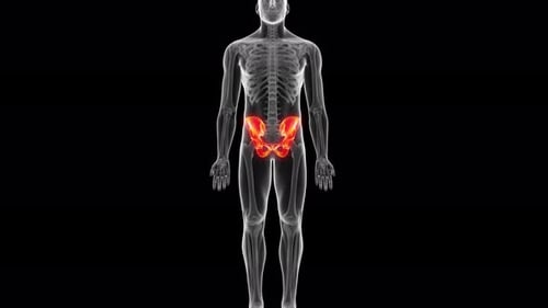 Glowing human pelvic bone rotating within a transparent skeletal body structure