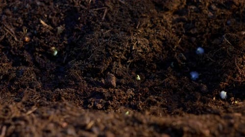 Timelapse Motion of Spring Germination of Sprouts From the Ground