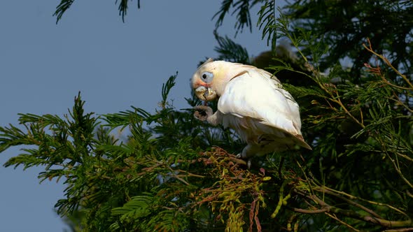 Cockatoo cockapoo wild parrot in Australia. Funny and lively white bird ...