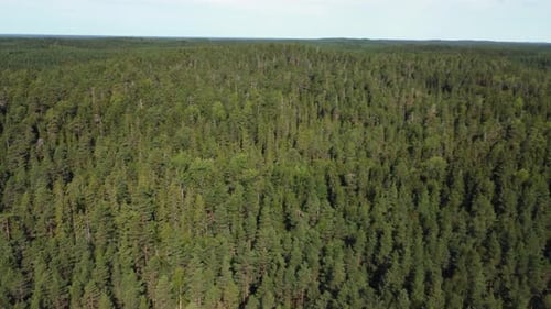 Aerial rises to reveal endless conifer boreal forest to the horizon