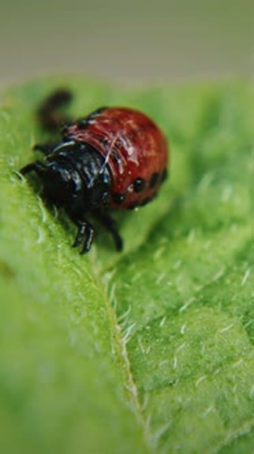 Larve des Leptinotarsa decemlineata-Käfers