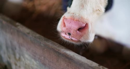 Cattle Feeding Systems