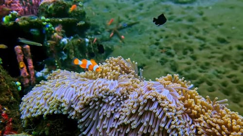 Hermoso primer plano de una anémona marina con tentáculos dorados en un entorno de arrecife tropical