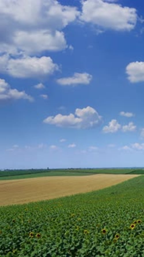 Picturesque Farmland with Sunflowers and Blue Skies