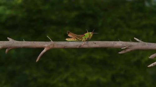 Grasshopper on tree branch