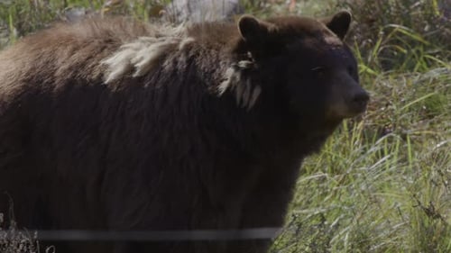 Brown Bear Looks Around in Grassy Environment