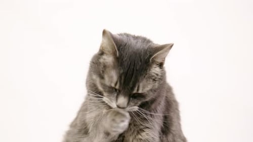 UHD-mollige Tabby-Katze, die sitzt und ihre Pfote mit weißem Hintergrund leckt