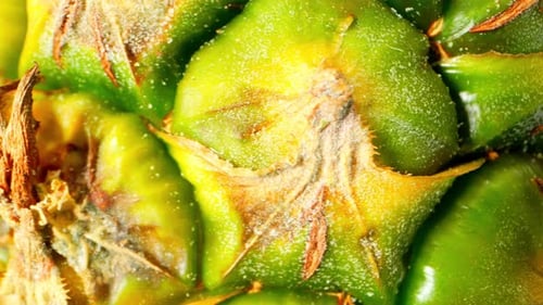 In diesem Makro-Video mit Ananashaut werden komplizierte Texturen und lebendige Farbtöne zum Leben erweckt.