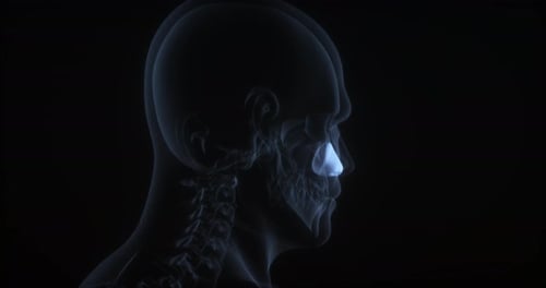 3D Medical Scan of Human Head with Highlighted Nasal Bone
