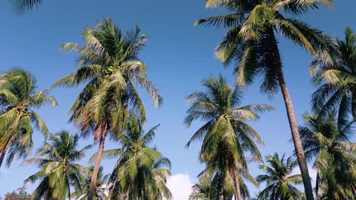 Green Tropical Palm Trees Rows on Bright Sunny Day in Low Angle