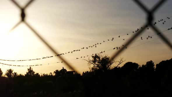 A murmuration or synchronized flock of European Starlings perched ...