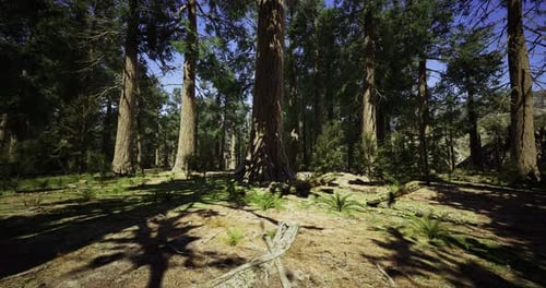 Sunlight Filters Through Majestic Trees in a Serene Forest Landscape